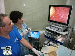endoscopio
